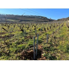 Tuteurs composites IPRA - FAGOT DE 8 unités section 2.5x2.5cm