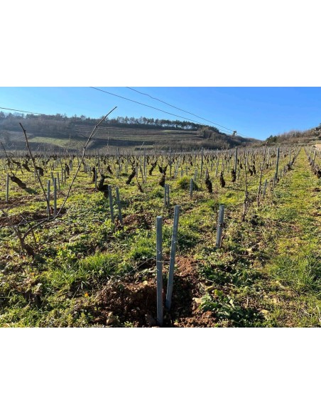 Tuteurs composites IPRA - FAGOT DE 8 unités section 2.5x2.5cm